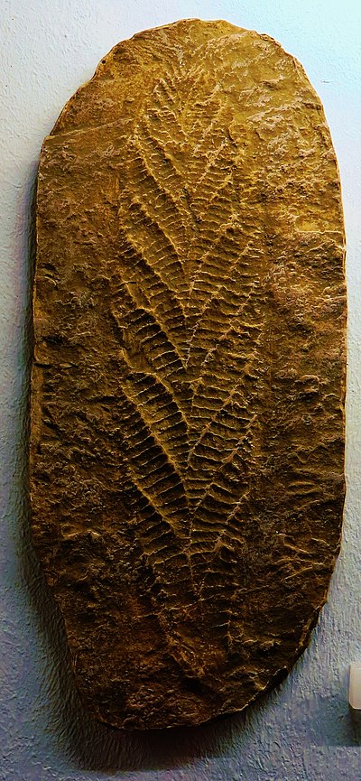 Charnia masoni Charnwood.JPG