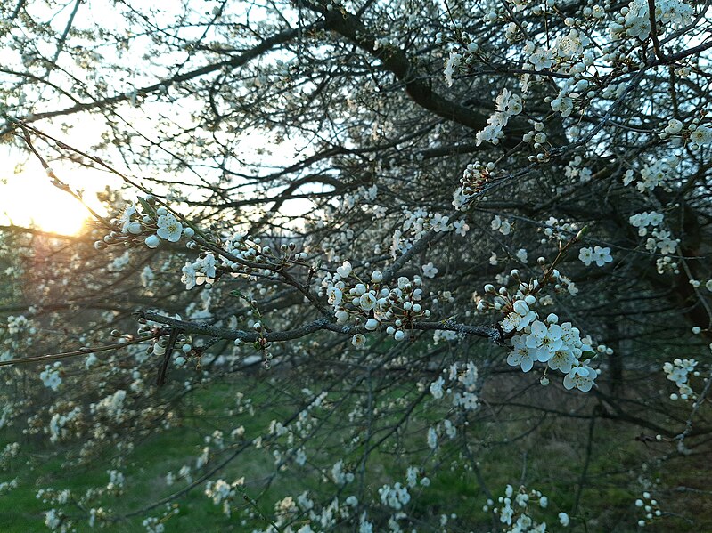 File:Cherryplums blooming, Rauenthal.jpg