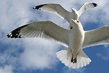 Gaviotas de la Bahía de Chesapeake soaring.jpg