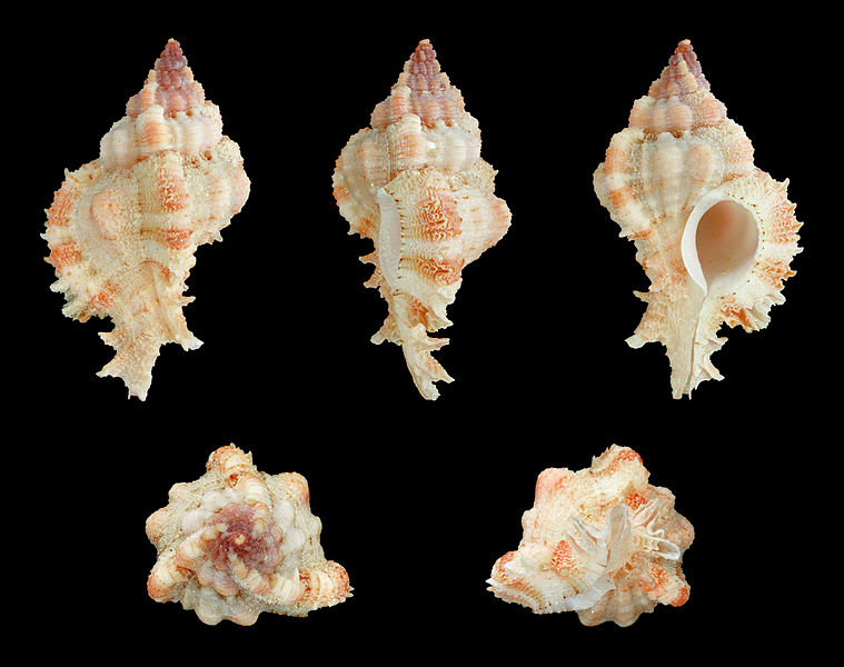 File:Chicomurex venustulus 01.JPG