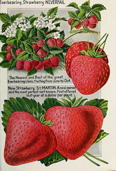 File:Childs' seeds that satisfy bulbs that bloom plants that please berries that bear perennials that pay and roses that rare (1921) (19985943704).jpg