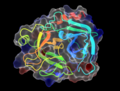 ChimeraX rendering of bovine trypsin (PDB 1UTN).png