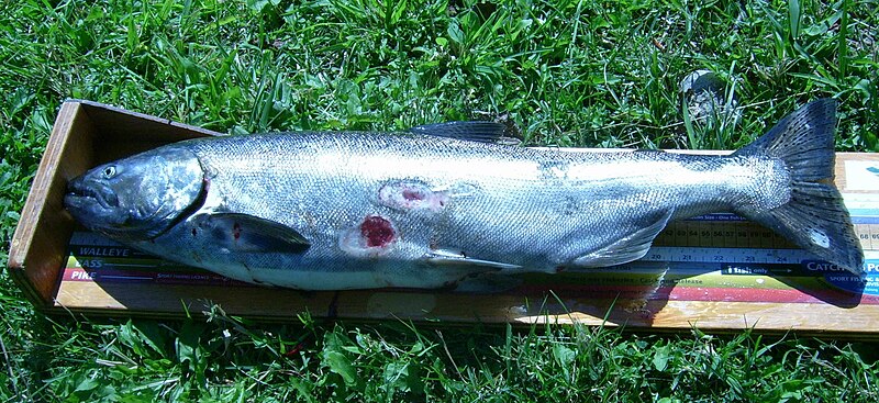 File:Chinook salmon (Garden R) crop.jpg