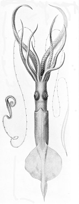 Chiroteuthis imperator