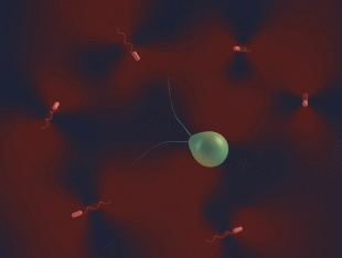 Natural microswimmers
Drawing of Chlamydomonas reinhardtii alga in a co-culture with Escherichia coli bacteria Chlamydomonas reinhardtii alga in coculture with Escherichia coli bacteria.gif