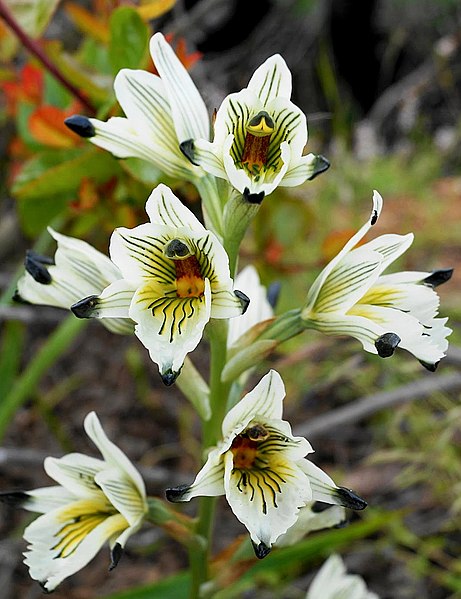 File:Chloraea bletioides (8194785238) - cropped.jpg