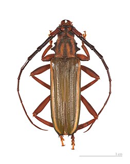 <i>Chlorida festiva</i> Species of beetle