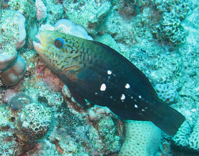 File:Chlorurus sordidus juvenile.jpg