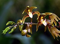 Chrysoglossum ornatum Type species