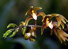 Chrysoglossum ornatum Orchi 4-2011.jpg