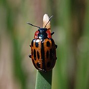 Chrysomela confluens