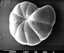 benthic foraminifera Cibicidoides sp.