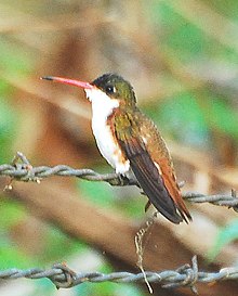 Darchinli Hummingbird.jpg