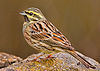 Cirl bunting cropped.jpg