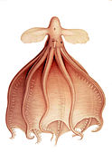 Cirrothauma murrayi (Cirrate of Murray)