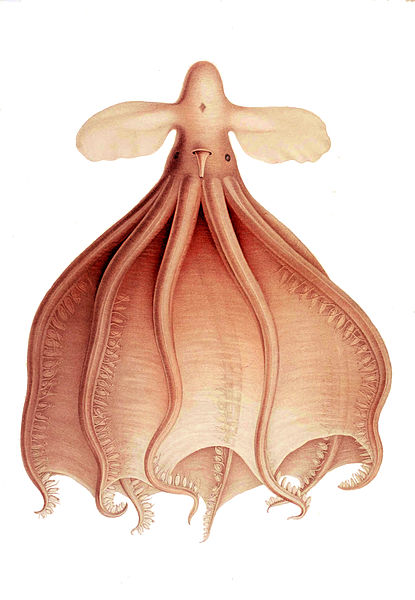 File:CirrothaumaMurDraw2.jpg