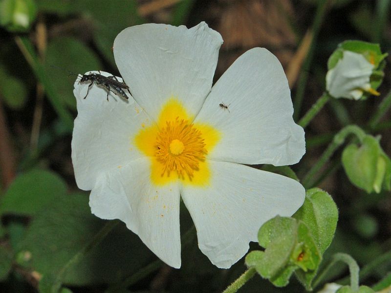Bestand:Cistaceae - Cistus salviifolius-1.JPG