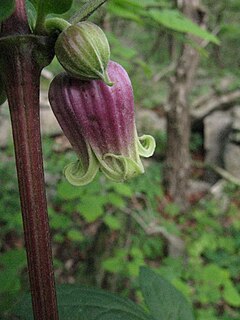 <i>Clematis morefieldii</i> Species of flowering plant in the buttercup family Ranunculaceae