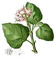 Clerodendrum chinense Blanco1.222-cropped.jpg