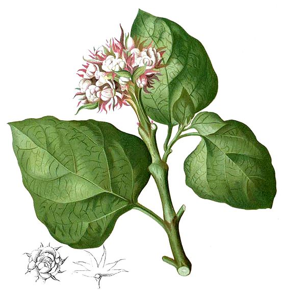 File:Clerodendrum chinense Blanco1.222-cropped.jpg