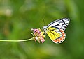 → Subject/Animals/Arthropods/Butterflies and Moths (Lepidoptera)