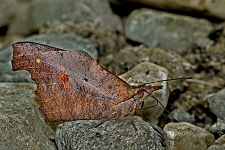 Ventral view