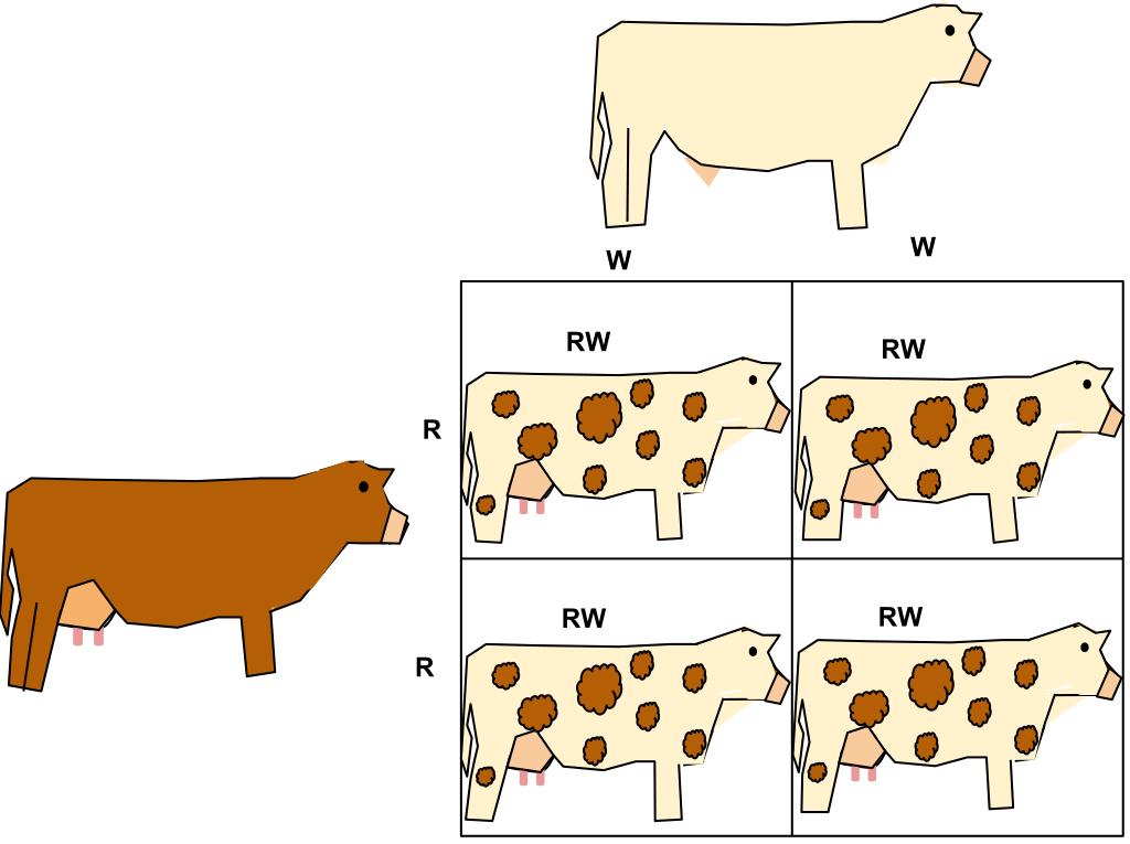 File:Co-dominance in Roan Cattle.svg - Wikimedia Commons