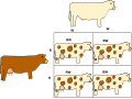 This diagram shows co-dominance. In this example a white bull (WW) mates with a red cow (RR), and their offspring exhibit co-dominance expressing both white and red hairs.