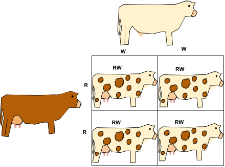 This Punnett square shows co-dominance. In this example a white bull (WW) mates with a red cow (RR), and their offspring exhibit co-dominance expressing both white and red hairs.