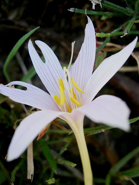 File:Colchicum alpinum RHu004.jpg