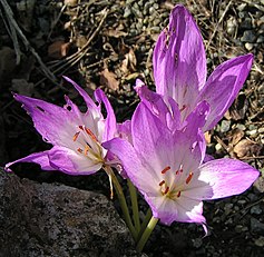 <center>Colchicum bivonae</center>