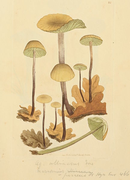 File:Coloured Figures of English Fungi or Mushrooms - t. 81.jpg