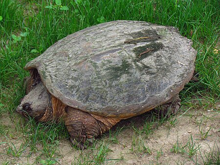 Chelydra serpentina