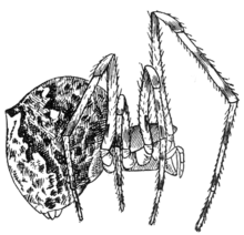 Common Spiders U.S. 261.png