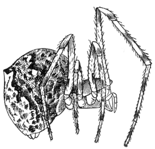 <i>Cryptachaea rupicola</i> Species of spider