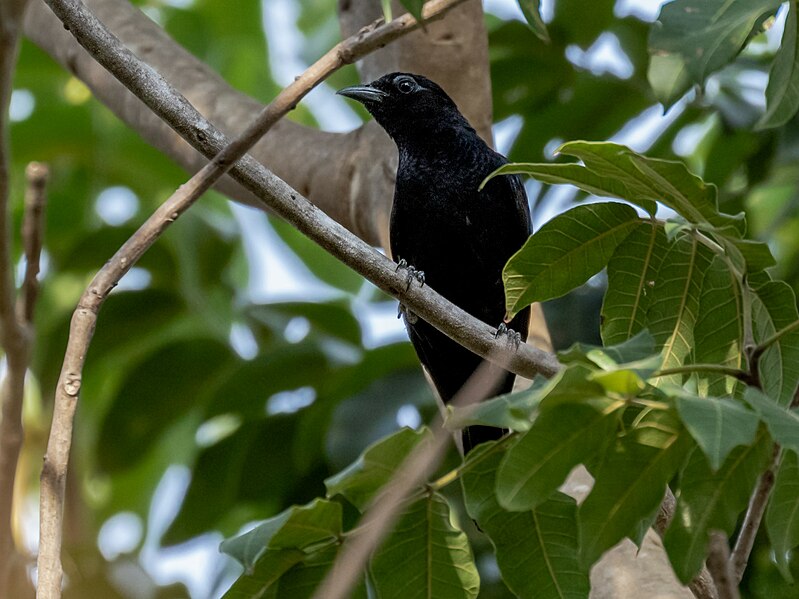 File:Compsothraupis loricata Scarlet-throated Tanager (female); Januária, Minas Gerais, Brazil.jpg