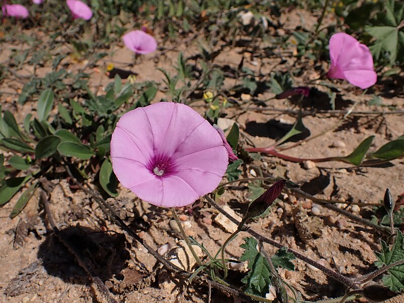 File:Convolvulus althaeoides kz04.jpg