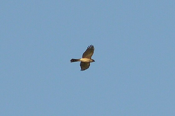 Accipiter sp.