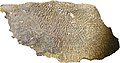 Coral fossil 2.jpg