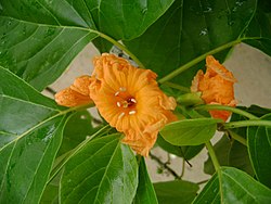 Rantakarhepuun (Cordia subcordata) kukinto.