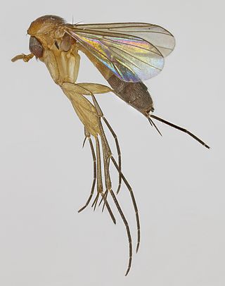 <i>Cordyla</i> (fly) Genus of flies