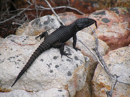 Cordylus niger - Black Girdled Lizard with millipede on its nose.JPG