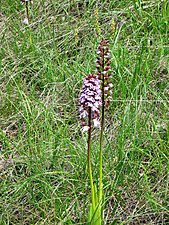 Кортемилия природа.  Спонтанные орхидеи из долины Ригозио, «Orchis purpurea», местные жители называют их «Fior di biscia».