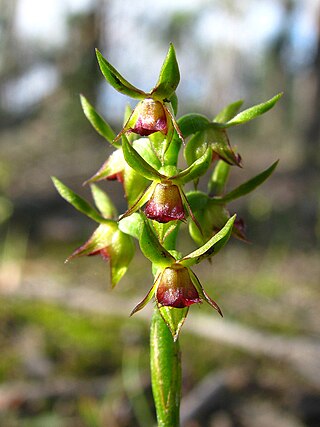 <i>Corunastylis ciliata</i> Species of orchid