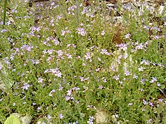 Corydalis ochroleuca