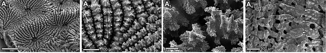 Disposición de los coralitos y estructura de los septos de Coscinaraea columna