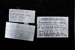 File:Cosmiometra iole - CRI-000021 label.jpg (Category:Echinodermata in the Natural History Museum of Denmark)