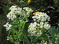 Crambe maritima