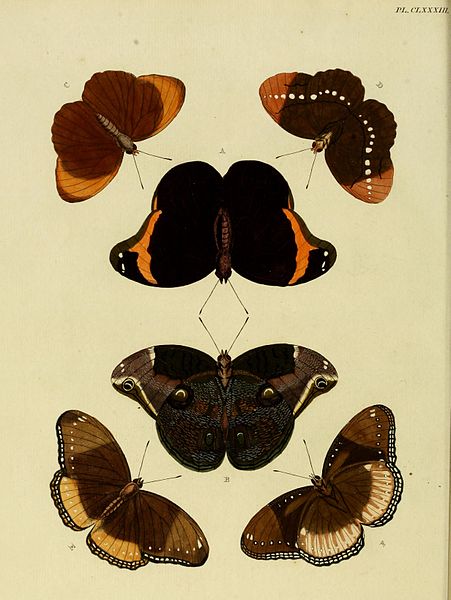 File:CramerAndStoll-uitlandsche kapellen vol. 2- plate 183.jpg