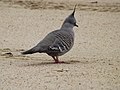 Crested pigeon 04.jpg